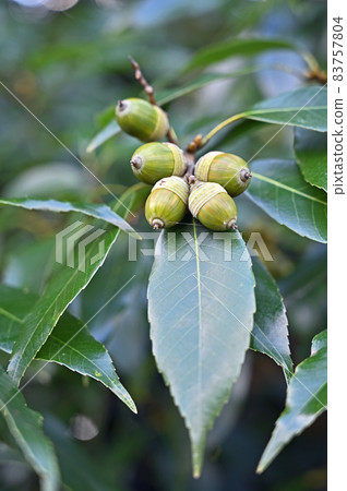 Trees: Fagaceae Trees: Fagaceae 83757804