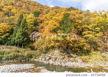 Autumn leaves of the Seseragito highway Autumn leaves of the Seseragito highway 83758099