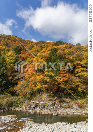 Autumn leaves of the Seseragito highway 83758100