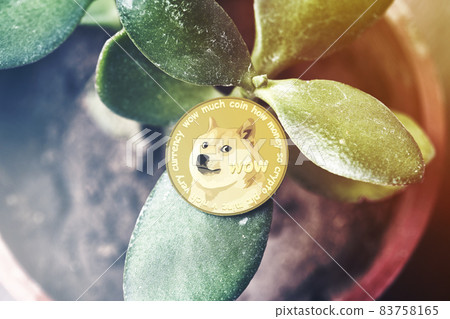 Investing money in cryptocurrency. Green homeplant in the pot and golden Dogecoin on it. Symbol of Dogecoin price growth. Crypto price boom. House plant with coin of Dogecoin Investing money in cryptocurrency. Green homeplant in the pot and golden Dogecoin on it. Symbol of Dogecoin price growth. Crypto price boom. House plant with coin of Dogecoin 83758165