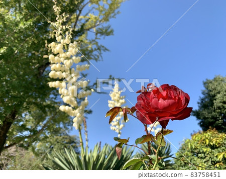Roses and bellflowers in full bloom against the clear blue autumn sky (Okazaki Park/Okazaki City, Aichi Prefecture) 83758451