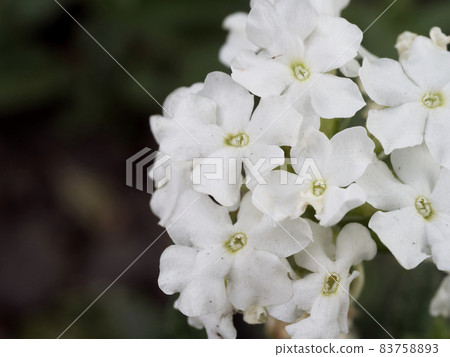 Inflorescence of white phlox on a dark blurred background. White flowers close-up. Inflorescence of white phlox on a dark blurred background. White flowers close-up. 83758893