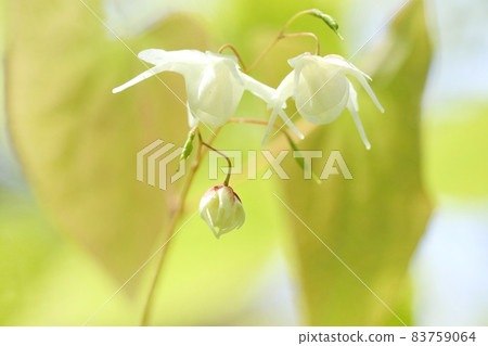 淫羊藿，Ikarikusa，野草，白花，森林中的灌木叢 83759064