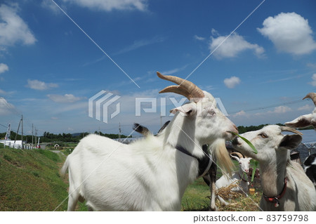夏天的天空和山羊家庭 夏天的天空和山羊家庭 83759798