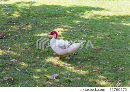 Elegant white goose standing on the green grass field with gold sun light. natural image. nature photo Elegant white goose standing on the green grass field with gold sun light. natural image. nature photo 83760373