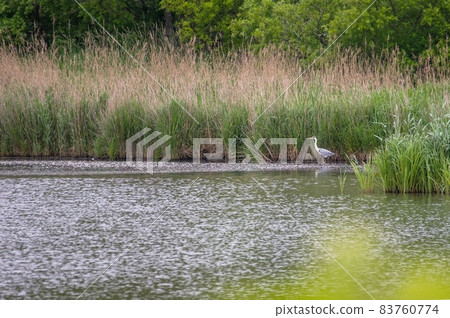 春取湖中的灰鷺 2021 年 7 月 4 日 83760774