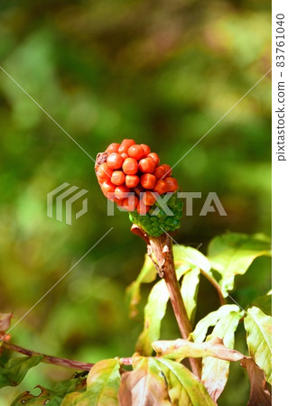 Red fruit of Mom's Shiga Red fruit of Mom's Shiga 83761040