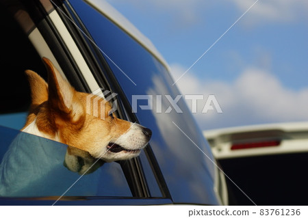 A dog looking out from the car window 83761236