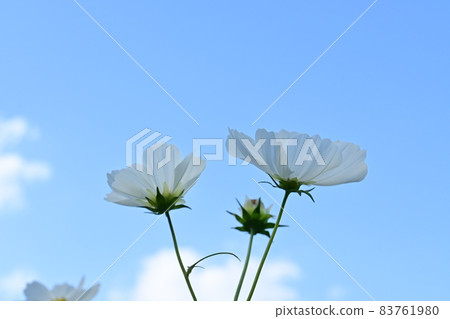 宇宙紙杯蛋糕白色和藍色的天空 83761980