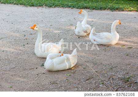 Elegant white goose standing on the green grass field with gold sun light. natural image. nature photo Elegant white goose standing on the green grass field with gold sun light. natural image. nature photo 83762108