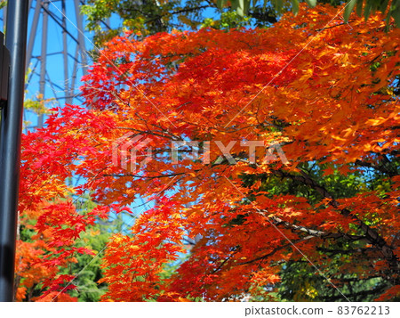 楓樹染紅，日本山水 83762213