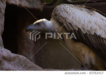 White-backed vulture crouching and aiming for prey with a sharp eye 83762417