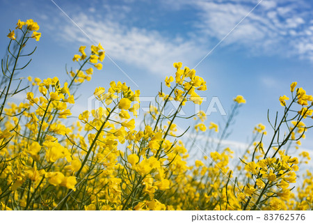 Blooming Canola field summer time. Closeup view at flovers Blooming Canola field summer time. Closeup view at flovers 83762576