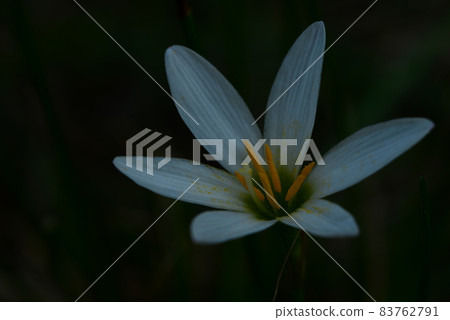 Autumn zephyrlily flower 83762791