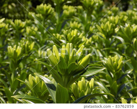 復活節百合芽 Lilium longiflorum 83762859