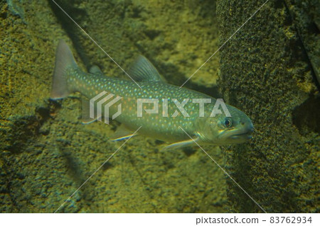 Nikko Iwana 日光岩魚 Iwana 釣魚魚 83762934