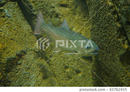 Nikko Iwana 日光岩魚 Iwana 釣魚魚 83762935