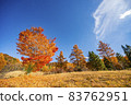 Autumn leaves of orange Shinshu, Nagawa, Matsumoto City 83762951