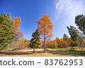 Yellow autumn leaves in Shinshu, Nagawa, Matsumoto City in autumn 83762953