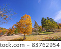 Autumn leaves in Shinshu, yellow, Nagawa, Matsumoto City, Shinshu 83762954