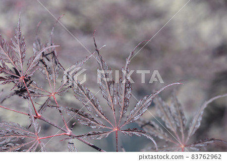 Japanese Maple Ever Red Japanese Maple Ever Red 83762962