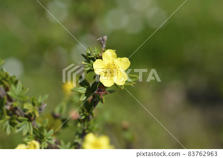 Shrubby Cinquefoil 83762963
