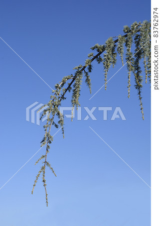 Weeping Blue atlas cedar 83762974