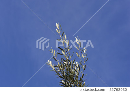Common olive 83762980