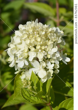 Paniculate hydrangea Little Lime Paniculate hydrangea Little Lime 83762981