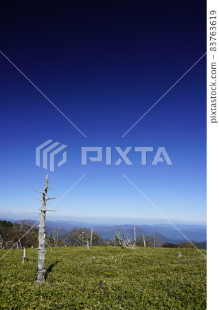 Dead tree at Odaigahara Masaki Pass 83763619