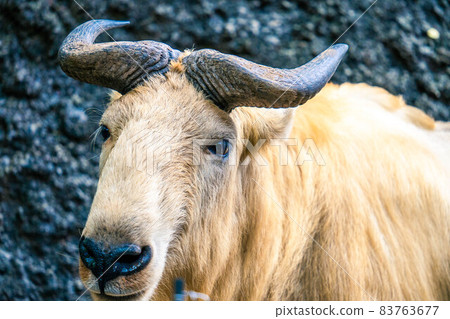 Golden Takin 83763677