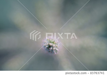 Green leaf bud, Newbie in nature as green background 83763741