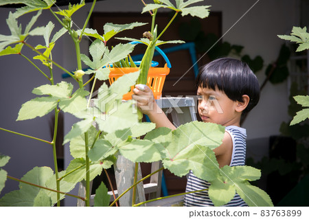 child picking okra, kid n hand picking okra in the home garden 83763899