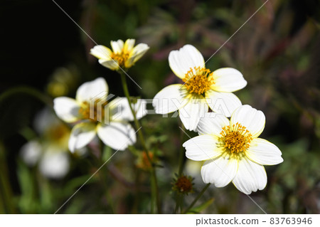 冬季宇宙 83763946