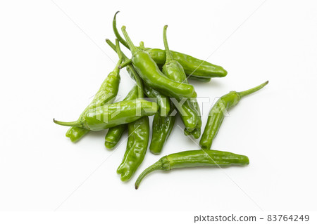 Shishito白背 83764249