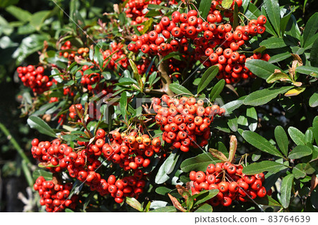 火棘果 83764639