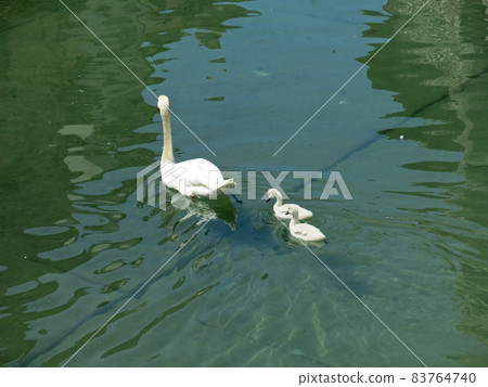 Parents and children of swans swimming on the Tiu River in Europe, Annecy, Haute-Savoie, France 83764740