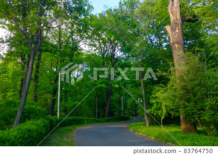 Beautiful trail for walking and cycling in the park. 83764750