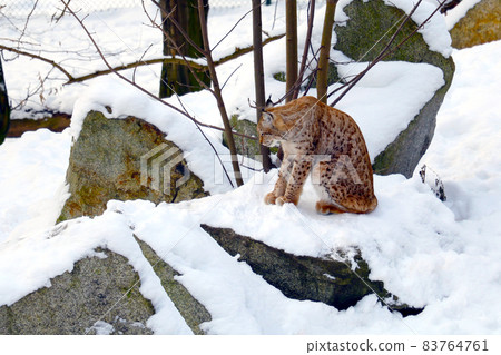 A lynx sits in the snow close-up. 83764761