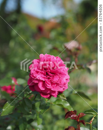 Rose Rose 83764806