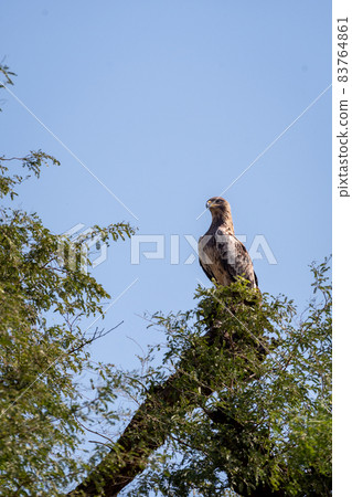 Booted eagle or Hieraaetus pennatus portrait perched high on tree with natural blue sky background at tal chhapar sanctuary rajasthan India Booted eagle or Hieraaetus pennatus portrait perched high on tree with natural blue sky background at tal chhapar sanctuary rajasthan India 83764861