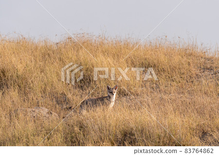 white footed fox or desert fox or vulpes vulpes pusilla portrait in wild with natural sky background and in grassland of tal chhapar sanctuary rajasthan india white footed fox or desert fox or vulpes vulpes pusilla portrait in wild with natural sky background and in grassland of tal chhapar sanctuary rajasthan india 83764862