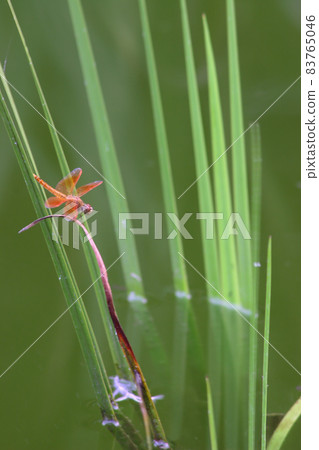 a Dragonfly on an antenna against a plant a Dragonfly on an antenna against a plant 83765046