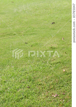 a Green grass texture background, Top view of grass garden Ideal a Green grass texture background, Top view of grass garden Ideal 83765047