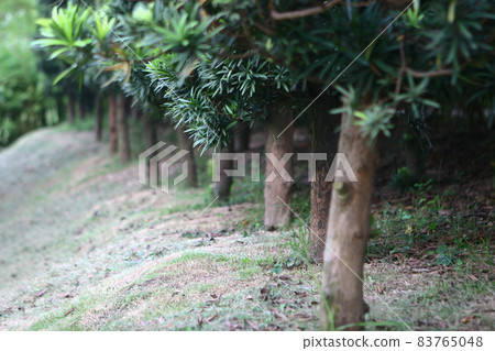 a Row of green trees in the park. Lingnan Garden a Row of green trees in the park. Lingnan Garden 83765048