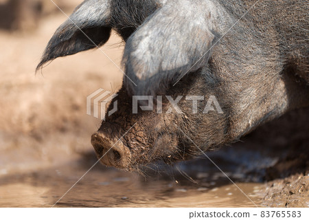 Black pig drinks water, hog pig face snout 83765583