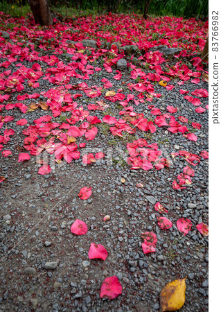 散落在梅宮大社和東神園小路上的紅色山茶花瓣 83766982