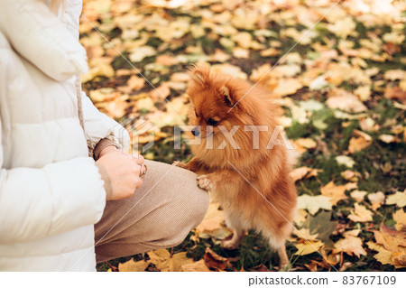 Beautiful young blonde woman playing with her dog in a park outdoors. Ginger pomeranian spitz in the golden autumn park on a sunny day. Caring for a pet 83767109