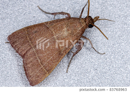 Adult Scaly-legged Pyralid Moth Adult Scaly-legged Pyralid Moth 83768963