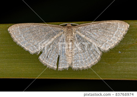 Adult Geometer Moth 83768974